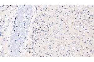Detection of GPC1 in Mouse Cerebrum Tissue using Polyclonal Antibody to Glypican 1 (GPC1) (GPC1 Antikörper  (AA 155-292))