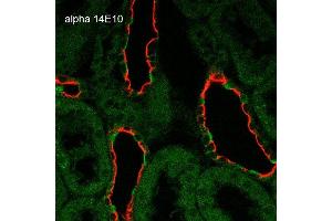 Immunohistochemistry analysis using Mouse Anti-ENaC alpha Monoclonal Antibody, Clone 14E10 .