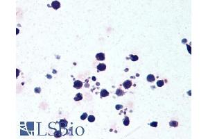 ABIN184887 (5µg/ml) staining of paraffin embedded Human Peripheral Blood Leukocytes. (NLRP3 Antikörper  (C-Term))