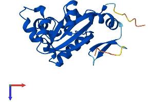 NME6 Protein (AA 1-186) (His tag)