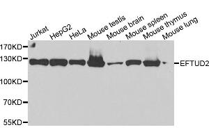 Western blot analysis of extracts of various cell lines, using EFTUD2 antibody (ABIN5974236) at 1/2000 dilution. (EFTUD2 Antikörper)