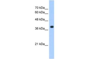 Western Blotting (WB) image for anti-Farnesyltransferase, CAAX Box, alpha (FNTA) antibody (ABIN2463191) (FNTA Antikörper)