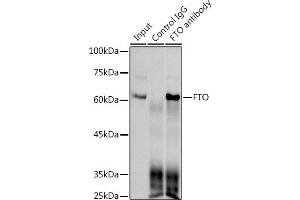 Immunoprecipitation analysis of 300 μg extracts of 293T cells using 3 μg FTO antibody (ABIN1679842, ABIN3018203, ABIN3018204 and ABIN7101583). (FTO Antikörper)