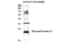 Western Blotting (WB) image for anti-Ribosomal Protein L17 (RPL17) (Internal Region) antibody (ABIN3186769) (RPL17 Antikörper  (Internal Region))