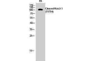 Western Blotting (WB) image for anti-Notch 1 (NOTCH1) (cleaved), (Val1754) antibody (ABIN3181819) (Notch1 Antikörper  (cleaved, Val1754))
