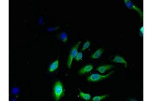 Immunofluorescent analysis of Hela cells using ABIN7165869 at dilution of 1:100 and Alexa Fluor 488-congugated AffiniPure Goat Anti-Rabbit IgG(H+L) (NKG7 Antikörper  (AA 30-60))