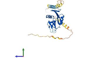 Protein Structure (PS) image for Killer Cell Lectin-Like Receptor Subfamily C, Member 1 (KLRC1) (AA 1-233) protein (His tag) (ABIN7549763)