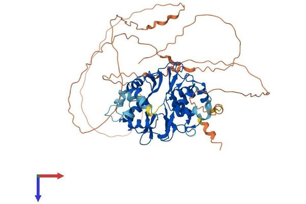 PRKAG2 Protein (AA 1-569) (His tag)
