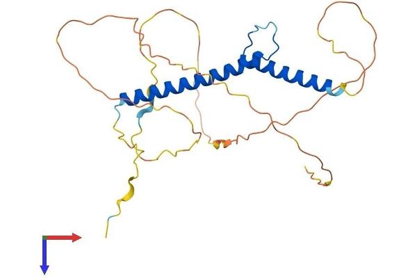 Neurogenin 2 Protein (NEUROG2) (AA 1-272) (His tag)