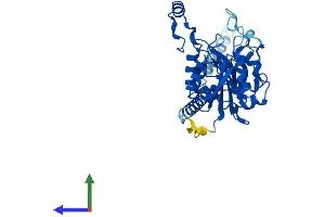 Protein Structure (PS) image for beta-1,3-Glucuronyltransferase 3 (Glucuronosyltransferase I) (B3GAT3) (AA 1-335) protein (His tag) (ABIN7556510)