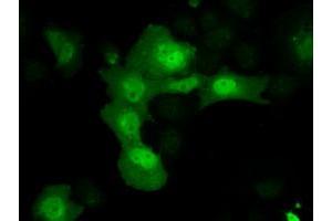 Immunofluorescence (IF) image for anti-Aldo-Keto Reductase Family 1, Member A1 (Aldehyde Reductase) (AKR1A1) antibody (ABIN1496539) (AKR1A1 Antikörper)