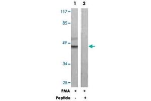 Western blot analysis of extracts from HeLa cells, treated with PMA (125 ng/mL, 30 mins), using C5AR1 polyclonal antibody . (C5AR1 Antikörper)
