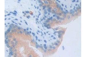 Immunohistochemistry (IHC) image for anti-Lipocalin 6 (LCN6) (AA 28-187) antibody (ABIN7443488)