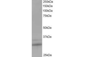 ABIN185205 staining (1 ug/ml) of Human Lung lysate (RIPA buffer, 35 ug total protein per lane).