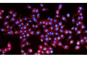 anti-Nucleolar Protein 10 (NOL10) (AA 73-497) antibody