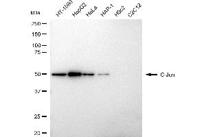 Western blotting analysis using C-Jun antibody (ABIN7799150).