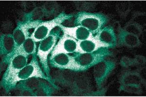 Immunofluorescence staining of HeLa cells (Human cervical epitheloid carcinoma, ATCC CCL-2. (BUB1B Antikörper  (AA 276-388))