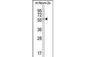 Mouse Acvr2b Antibody (Center) (ABIN657829 and ABIN2846796) western blot analysis in mouse Neuro-2a cell line lysates (35 μg/lane). (ACVR2B Antikörper  (AA 148-176))
