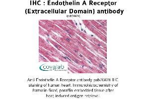 Image no. 1 for anti-Endothelin Receptor Type A (EDNRA) (3rd Extracellular Domain) antibody (ABIN1734023) (Endothelin-1 Receptor Antikörper  (3rd Extracellular Domain))