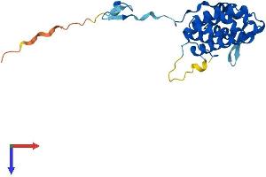 PACRG Protein (AA 1-241) (His tag)