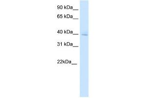 WB Suggested Anti-DMBX1 Antibody Titration:  0. (DMBX1 Antikörper  (Middle Region))