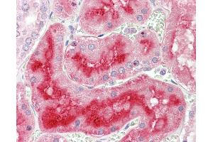 Anti-ALPL / Alkaline Phosphatase antibody IHC staining of human kidney. (ALPL Antikörper  (AA 18-502))