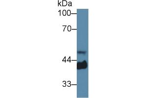 Western Blot; Sample: Mouse Serum; Primary Ab: 1µg/ml Rabbit Anti-Mouse Hpt Antibody Second Ab: 0.