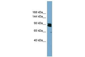KIAA0317 antibody used at 1 ug/ml to detect target protein. (AREL1 Antikörper  (N-Term))