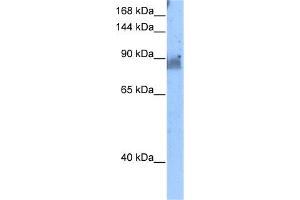 WB Suggested Anti-NELL2 Antibody Titration:  5.