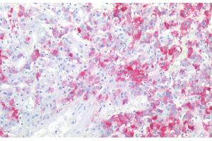 Immunohistochemistry staining of human adrenal gland (paraffin-embedded sections) with anti-CD57 (TB01), 10 μg/mL.