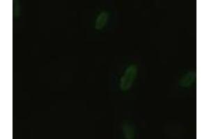 Anti-BFGF mouse monoclonal antibody (ABIN2452354) immunofluorescent staining of HeLa cells transiently transfected by pCMV6-ENTRY BFGF (RC217426) (FGF2 Antikörper  (AA 10-155))