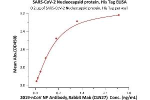 Immobilized SARS-CoV-2 Nucleocapsid protein, His Tag (ABIN6973187) at 2 μg/mL (100 μL/well) can bind 2 NP Antibody, Rabbit MAb (CLN27) with a linear range of 0.