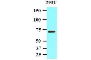 Western Blotting (WB) image for anti-Protein Phosphatase, Mg2+/Mn2+ Dependent, 1G (PPM1G) (AA 317-546) antibody (ABIN317552)