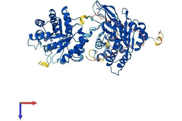 MTHFR Protein (AA 1-654) (His tag)