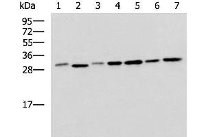 Western blot analysis of 293T LO2 Hela and Jurkat cell lysates using EXOSC4 Polyclonal Antibody at dilution of 1:650 (EXOSC4 Antikörper)
