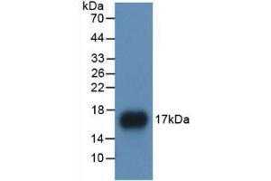 Western blot analysis of recombinant Human APOA1. (APOA1 Antikörper  (AA 122-267))