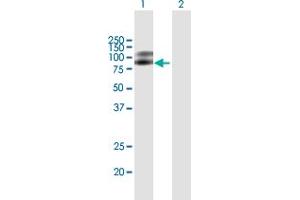 Western Blot analysis of NTRK2 expression in transfected 293T cell line by NTRK2 MaxPab polyclonal antibody. (TRKB Antikörper  (AA 1-477))