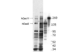 Image no. 1 for anti-Castor Zinc Finger 1 (CASZ1) (Internal Region) antibody (ABIN1100437) (CASZ1 Antikörper  (Internal Region))