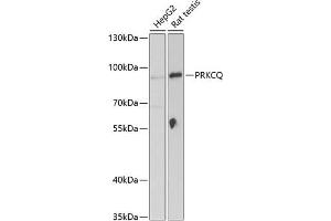 Western blot analysis of extracts of various cell lines, using PRKCQ Antibody (ABIN6128466, ABIN6146208, ABIN6146209 and ABIN6221529) at 1:1000 dilution. (PKC theta Antikörper  (AA 1-230))