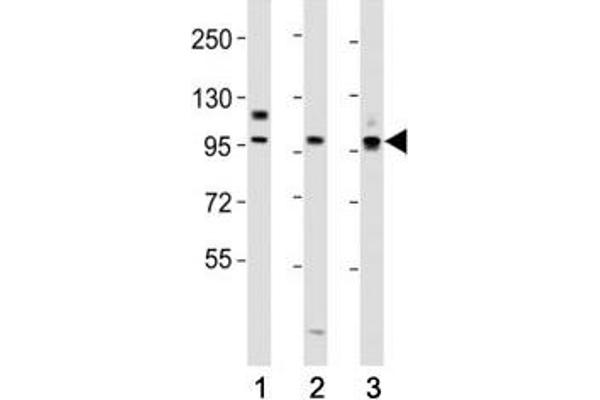 PROX1 Antikörper  (AA 492-520)