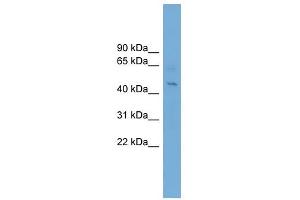 EIF4A1 antibody used at 1 ug/ml to detect target protein. (EIF4A1 Antikörper  (Middle Region))