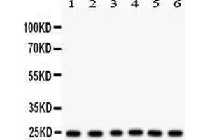 Western Blotting (WB) image for anti-Transcription Factor A, Mitochondrial (TFAM) (AA 214-241), (N-Term) antibody (ABIN3043945) (TFAM Antikörper  (N-Term))