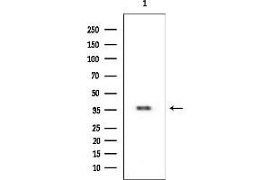 Western blot analysis of lysates from HUVEC cells, using Casein Kinase 1 alpha Mouse Monoclonal Antibody at 1/1000 dilution.