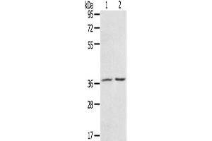 Western Blotting (WB) image for anti-PDZ and LIM Domain 4 (PDLIM4) antibody (ABIN2430741) (PDLIM4 Antikörper)