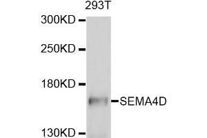 Western blot analysis of extracts of 293T cells, using SEMA4D antibody (ABIN4905113) at 1:1000 dilution. (SEMA4D/CD100 Antikörper)