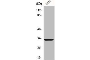 Western Blot analysis of HeLa cells using FoxR1 Polyclonal Antibody (FOXR1 Antikörper  (C-Term))