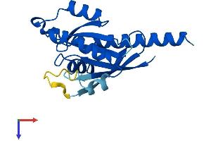 RABL4 Protein (AA 1-186) (His tag)