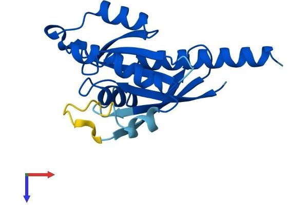 RABL4 Protein (AA 1-186) (His tag)