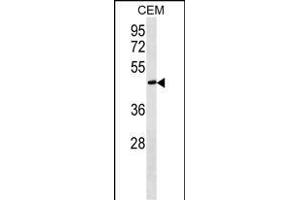 FBLN5 Antibody (C-term) (ABIN1537265 and ABIN2849511) western blot analysis in CEM cell line lysates (35 μg/lane). (Fibulin 5 Antikörper  (C-Term))