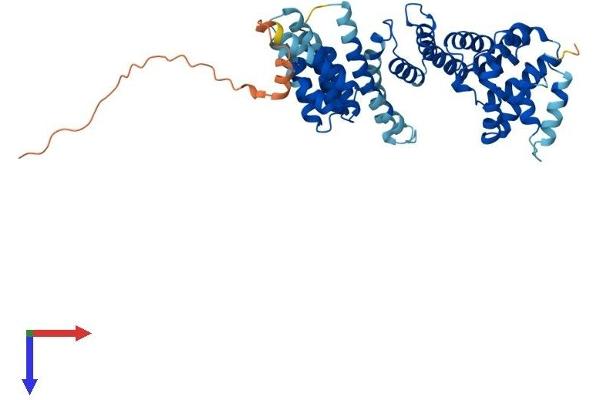 TAF1A Protein (AA 1-450) (His tag)
